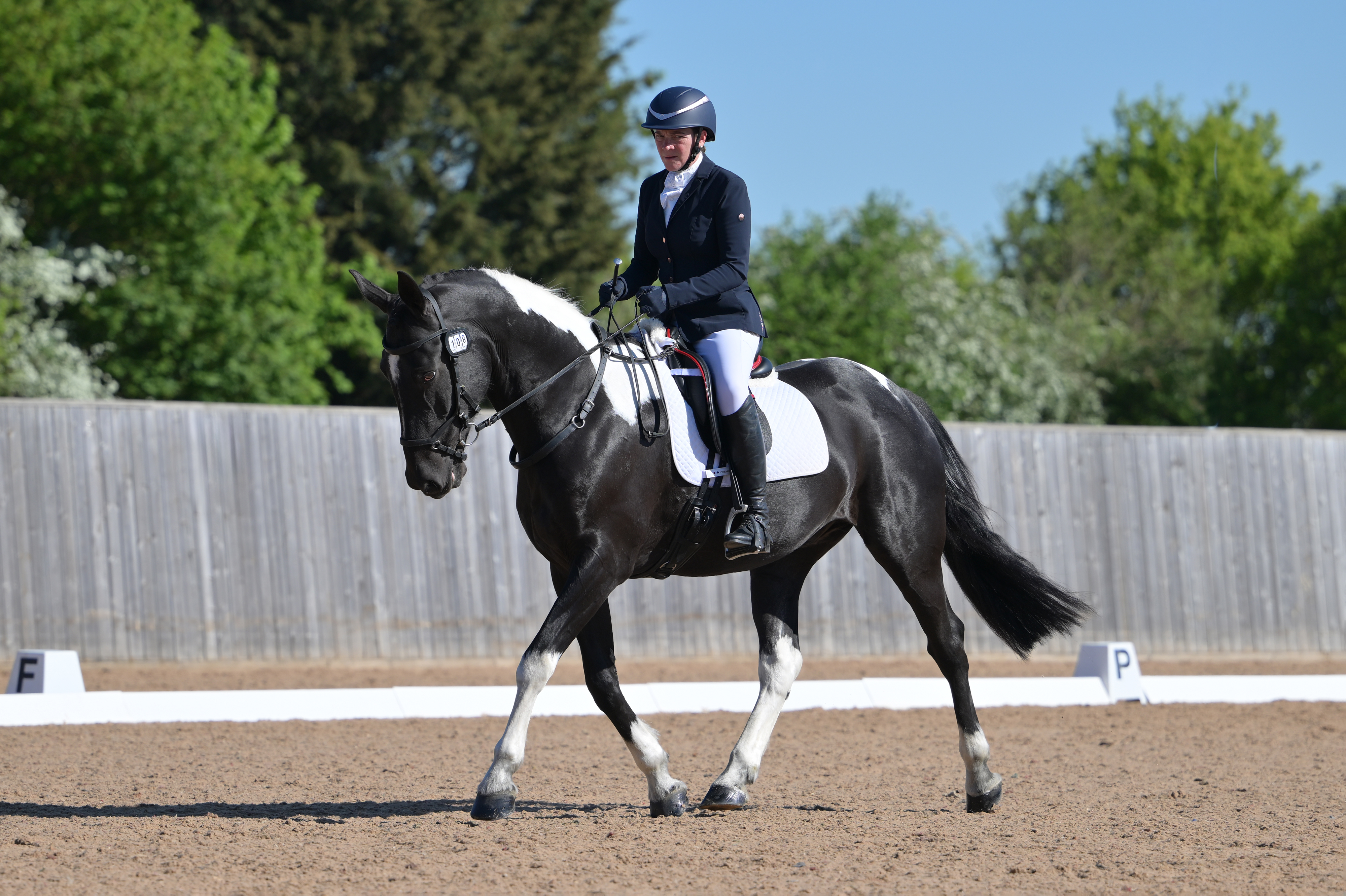Striking Kind Amateur Dressage Horse