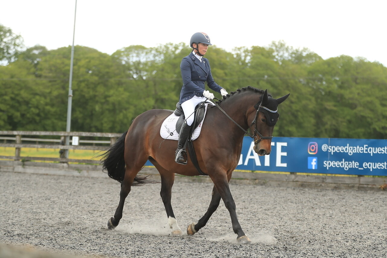 Dark bay Hungarian warmblood