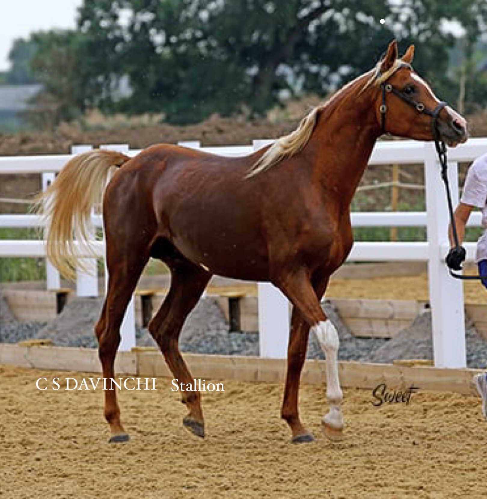 Well-bred young Arabian stallion with kind temperament – unbroken