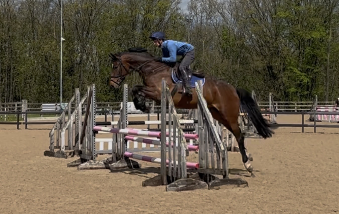 Genuine 5yo showjumper with good brain – jumping courses, ready to progress