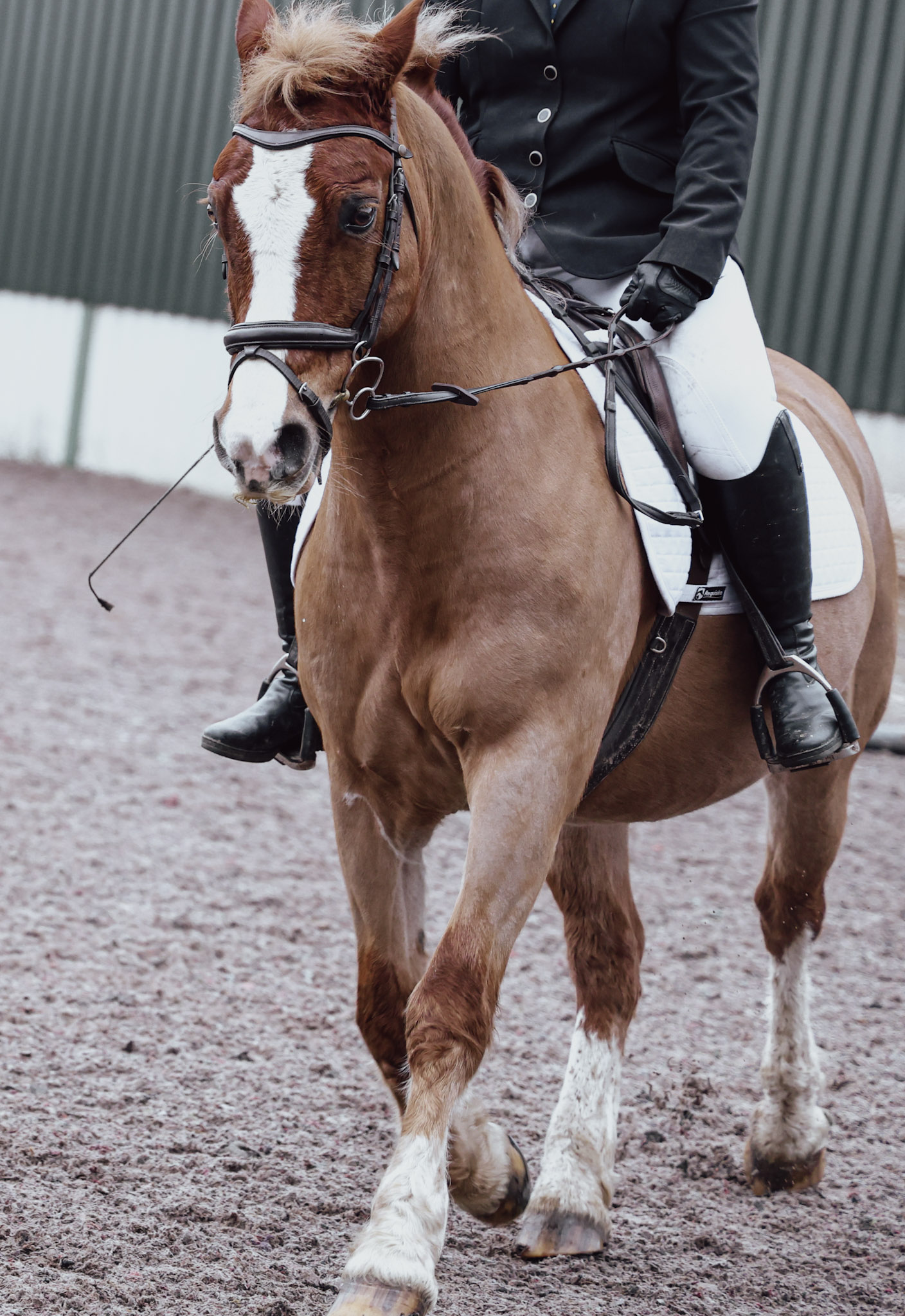 Experienced BS mare competed to Discovery