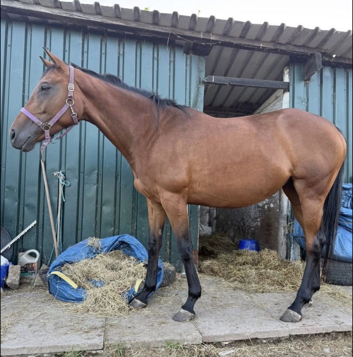 Kind ex-racehorse thoroughbred mare seeking companion home – retired from racing, ideal field mate