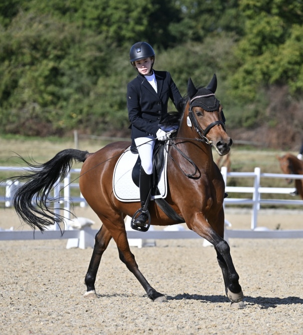 Stunning 14.2hh Bright Bay Gelding