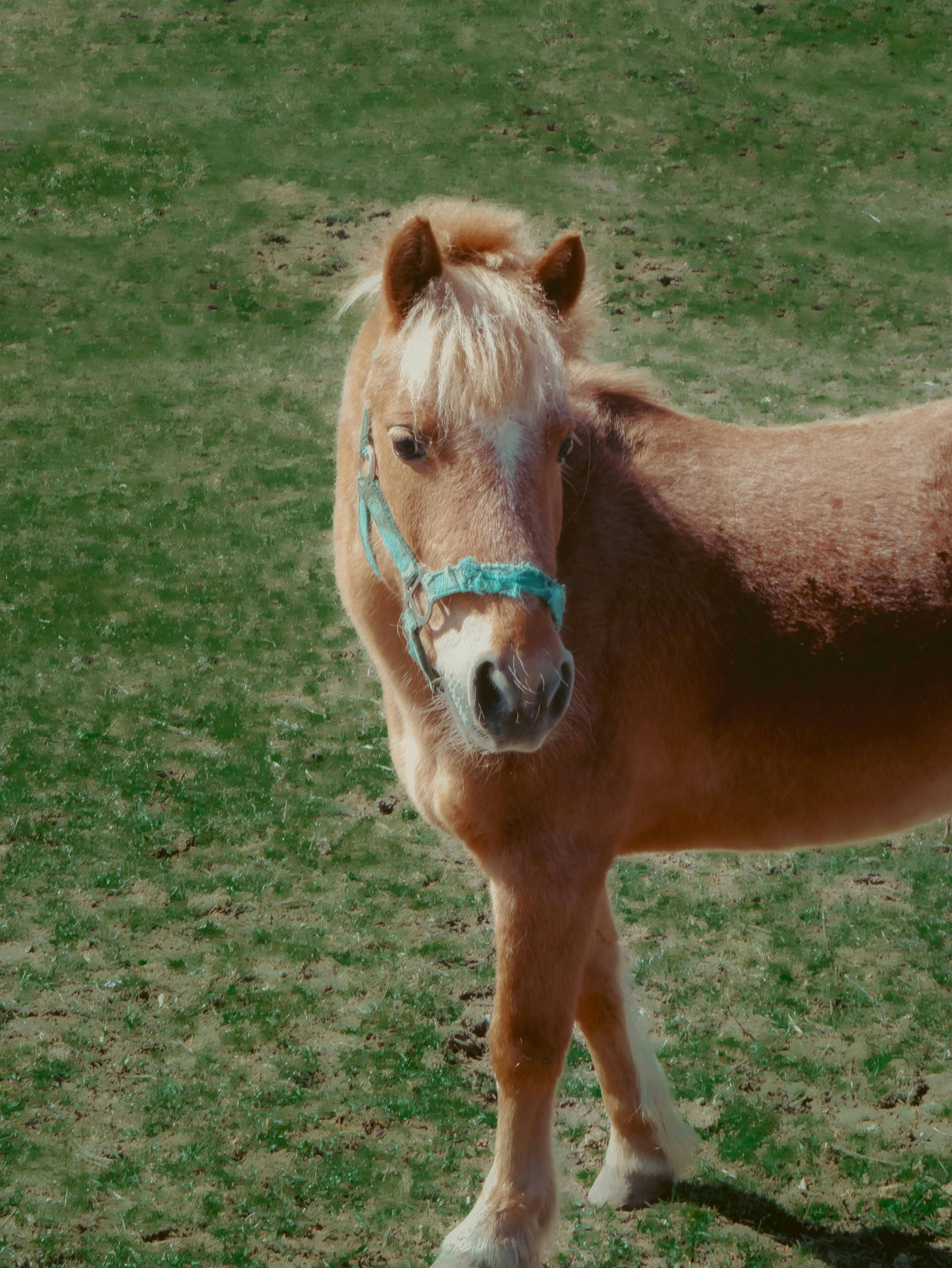 Bombproof first pony, ideal lead rein