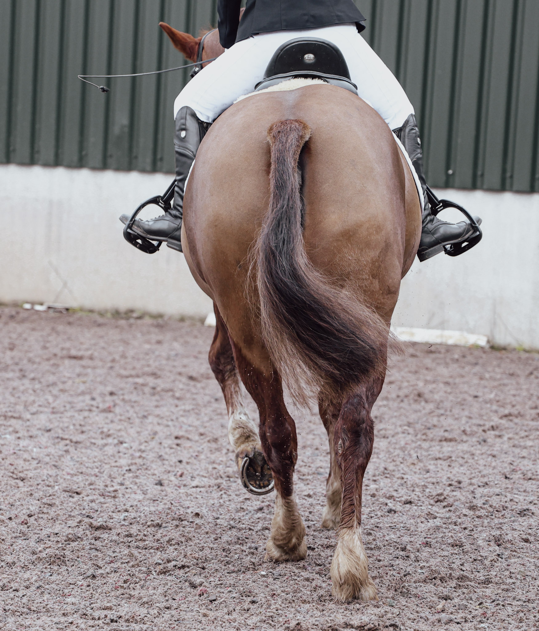 Experienced BS mare competed to Discovery - Image 1