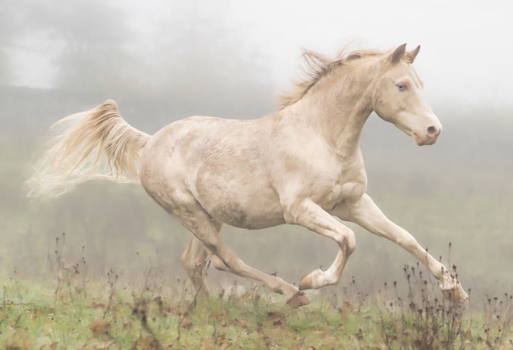 Proven cremello Arabian stallion - laid back temperament, breeding home sought - Image 1