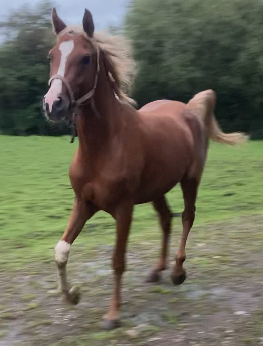 Well-bred young Arabian stallion with kind temperament – unbroken - Image 1