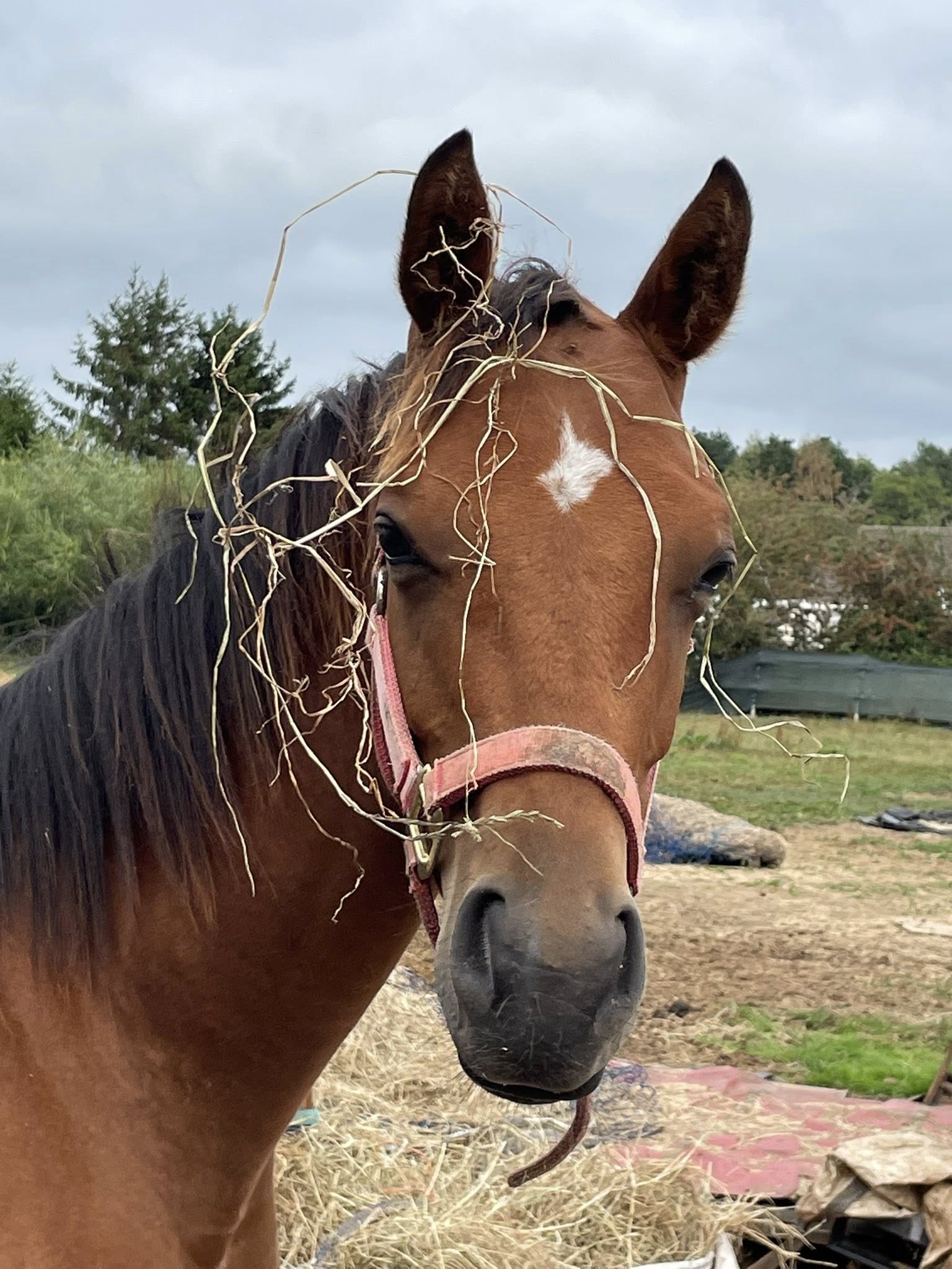 Striking TB x Arabian filly with presence – bold, unspoilt and for an experienced home - Image 1