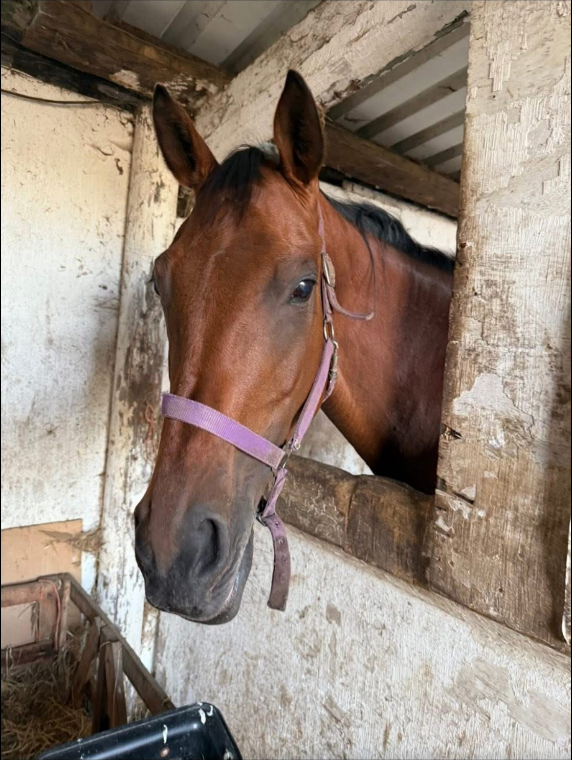 Kind ex-racehorse thoroughbred mare seeking companion home – retired from racing, ideal field mate - Image 1