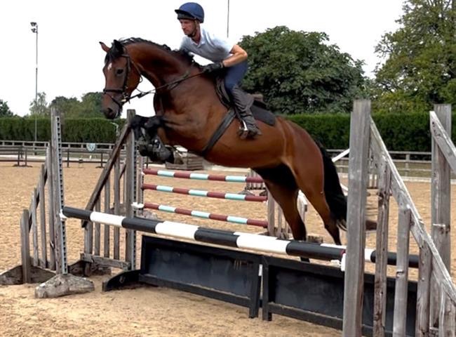 Genuine 5yo showjumper with good brain – jumping courses, ready to progress - Image 1