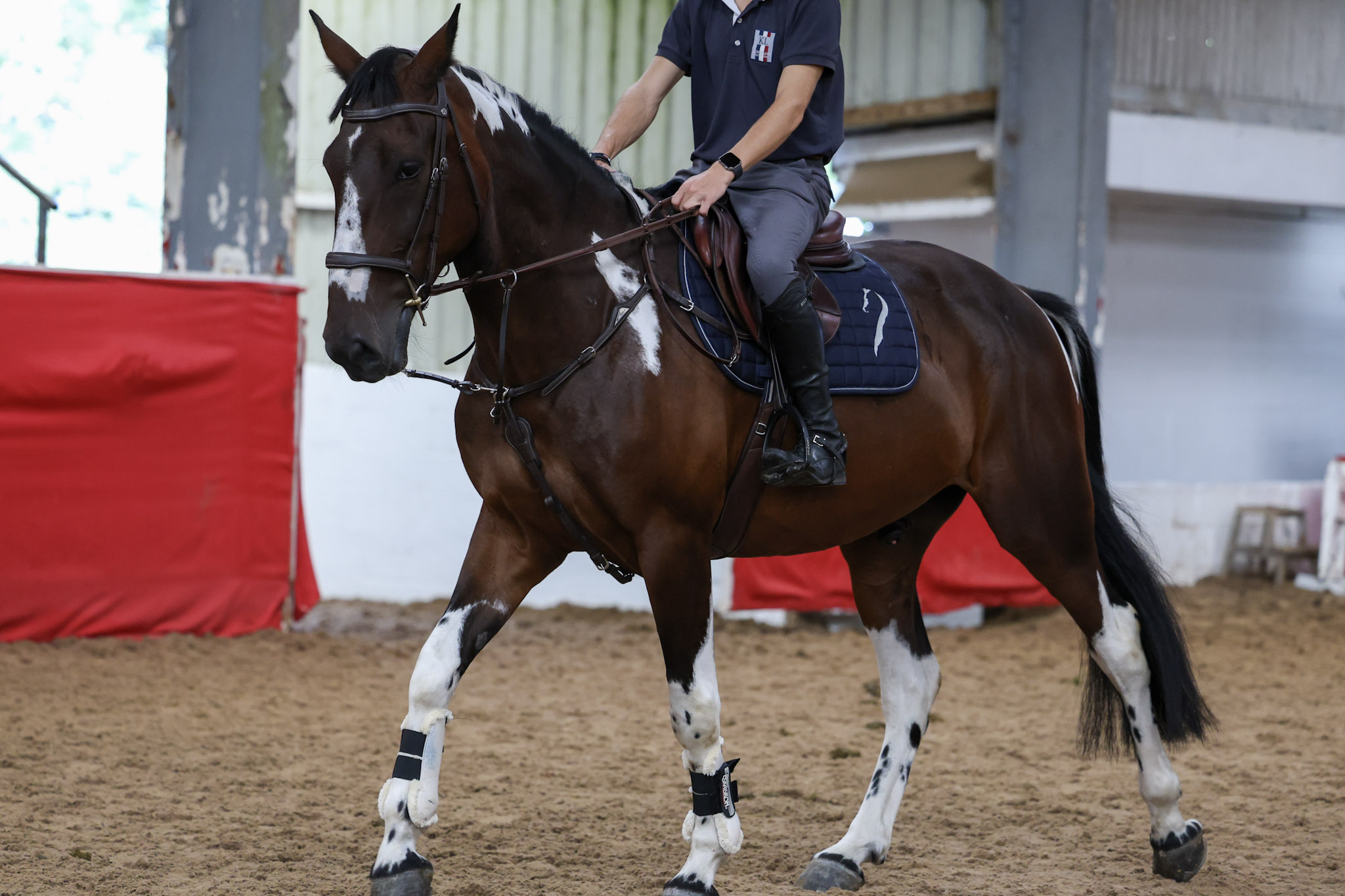 16:3 coloured gelding ‘Flowers’ - Image 1