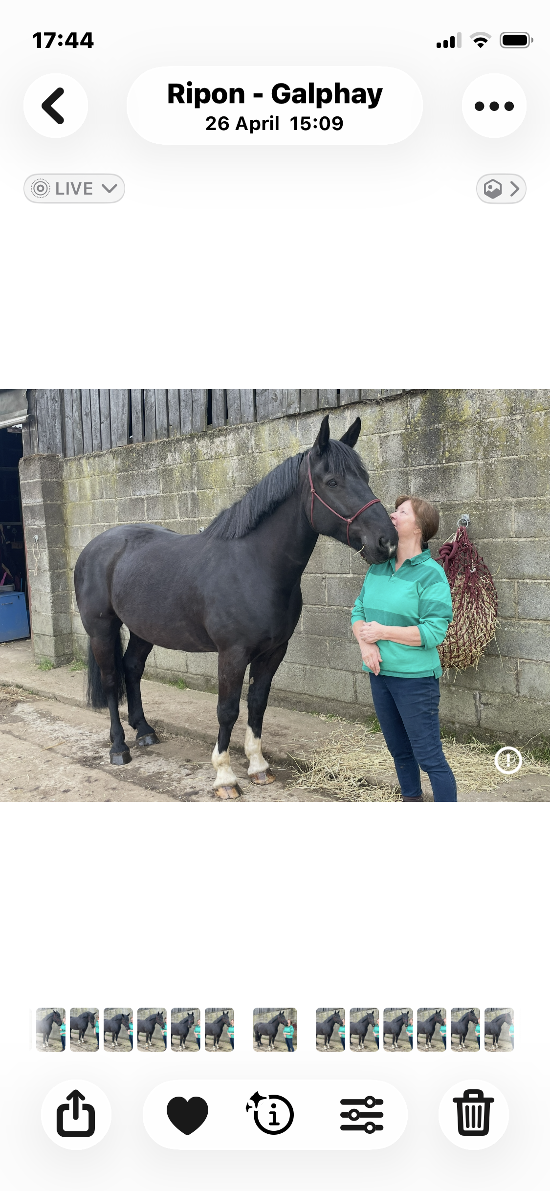 Black Irish Draught Mare  - Image 5