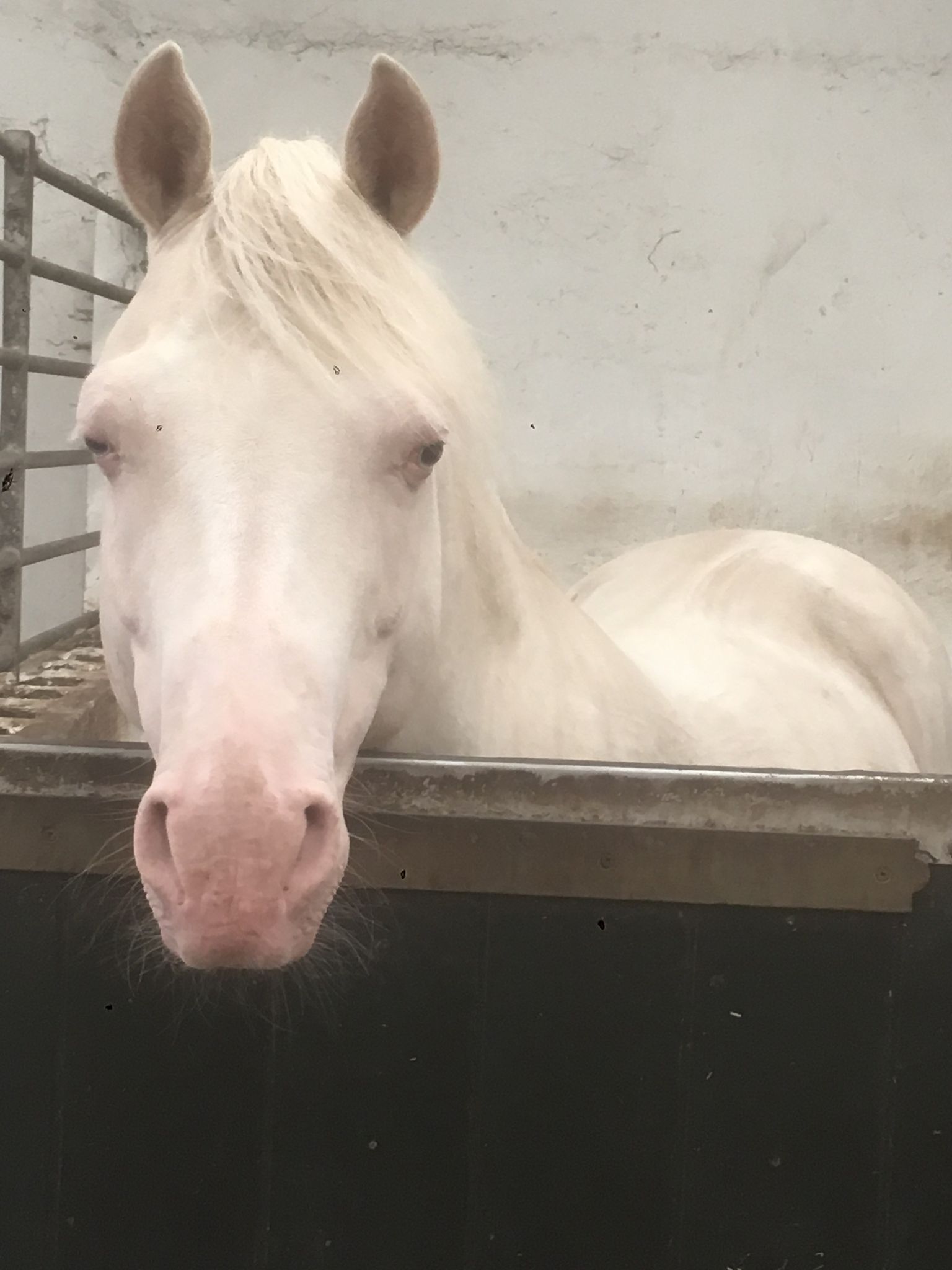 Proven cremello Arabian stallion - laid back temperament, breeding home sought - Image 2