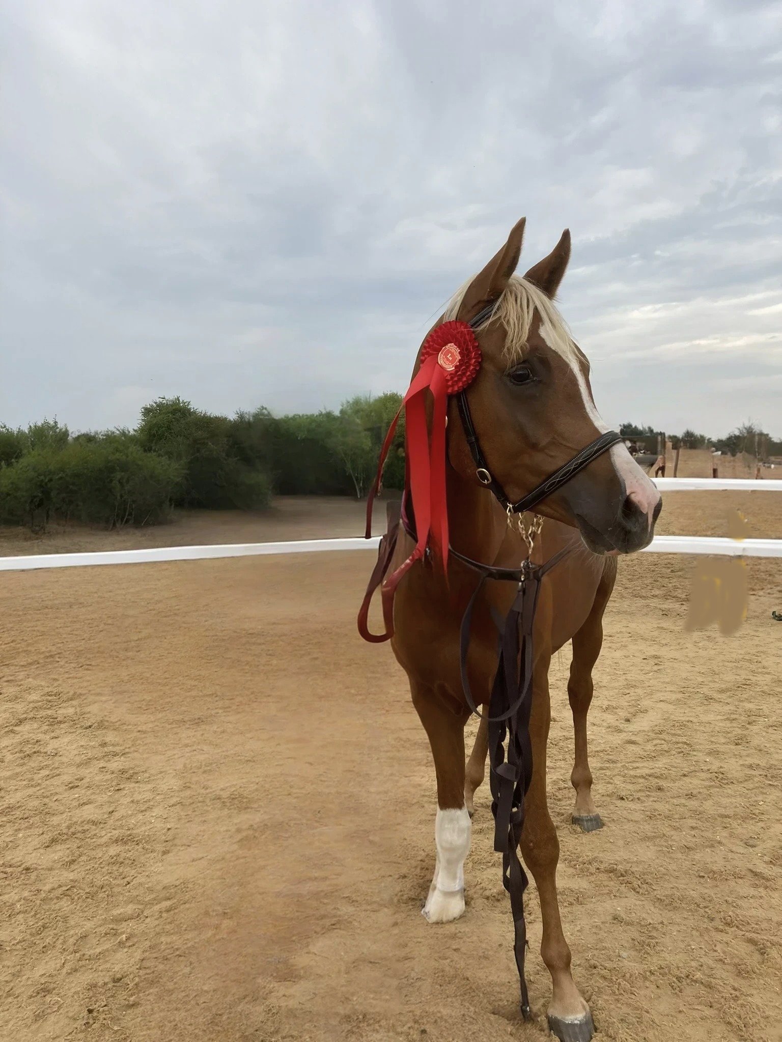 Well-bred young Arabian stallion with kind temperament – unbroken - Image 2