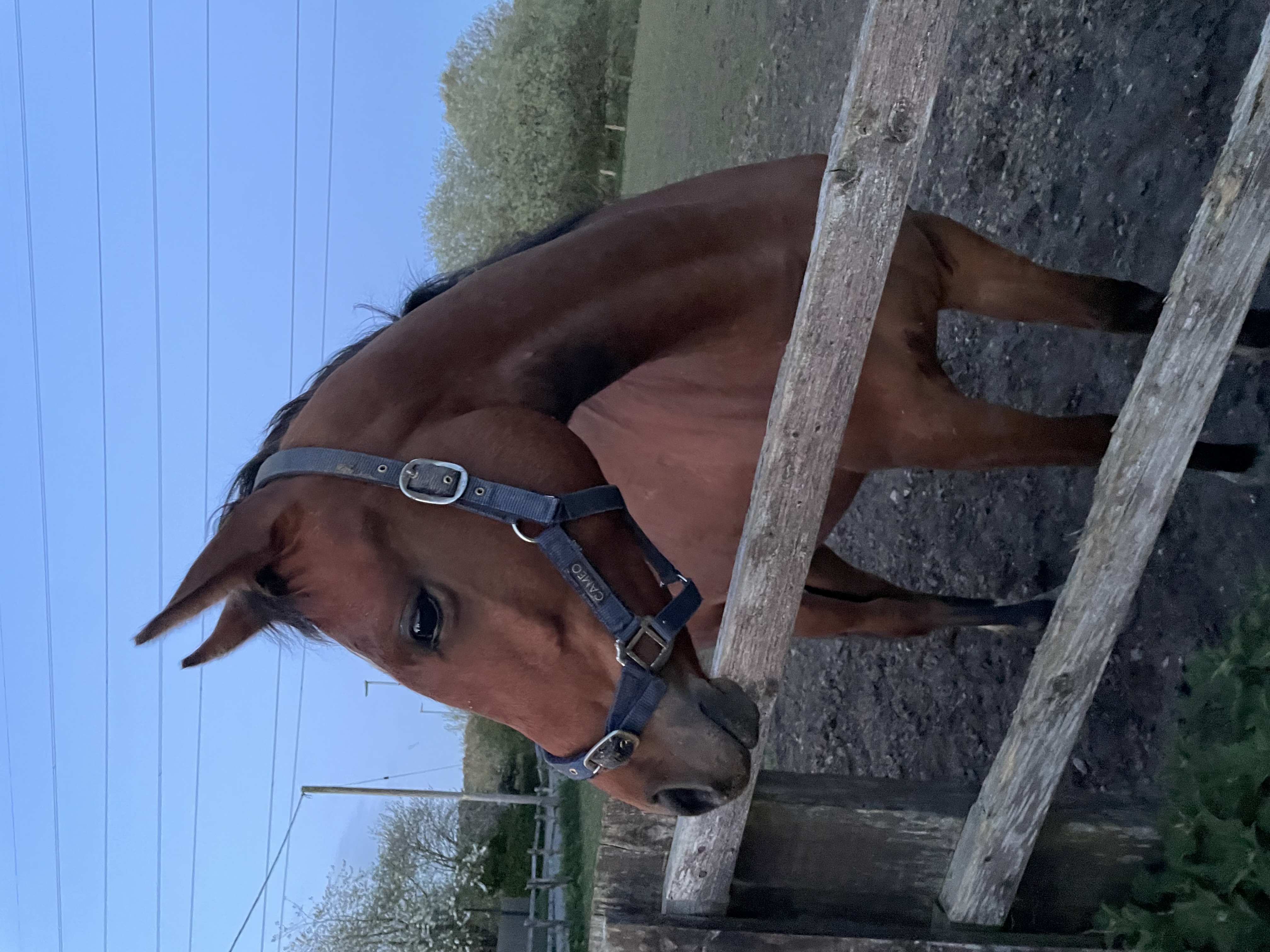 Striking TB x Arabian filly with presence – bold, unspoilt and for an experienced home - Image 2
