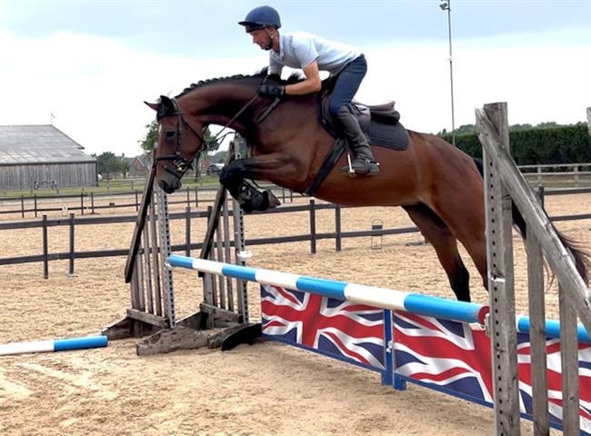 Genuine 5yo showjumper with good brain – jumping courses, ready to progress - Image 2