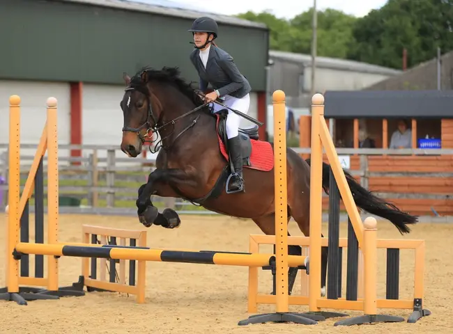 Dark bay Hungarian warmblood - Image 2