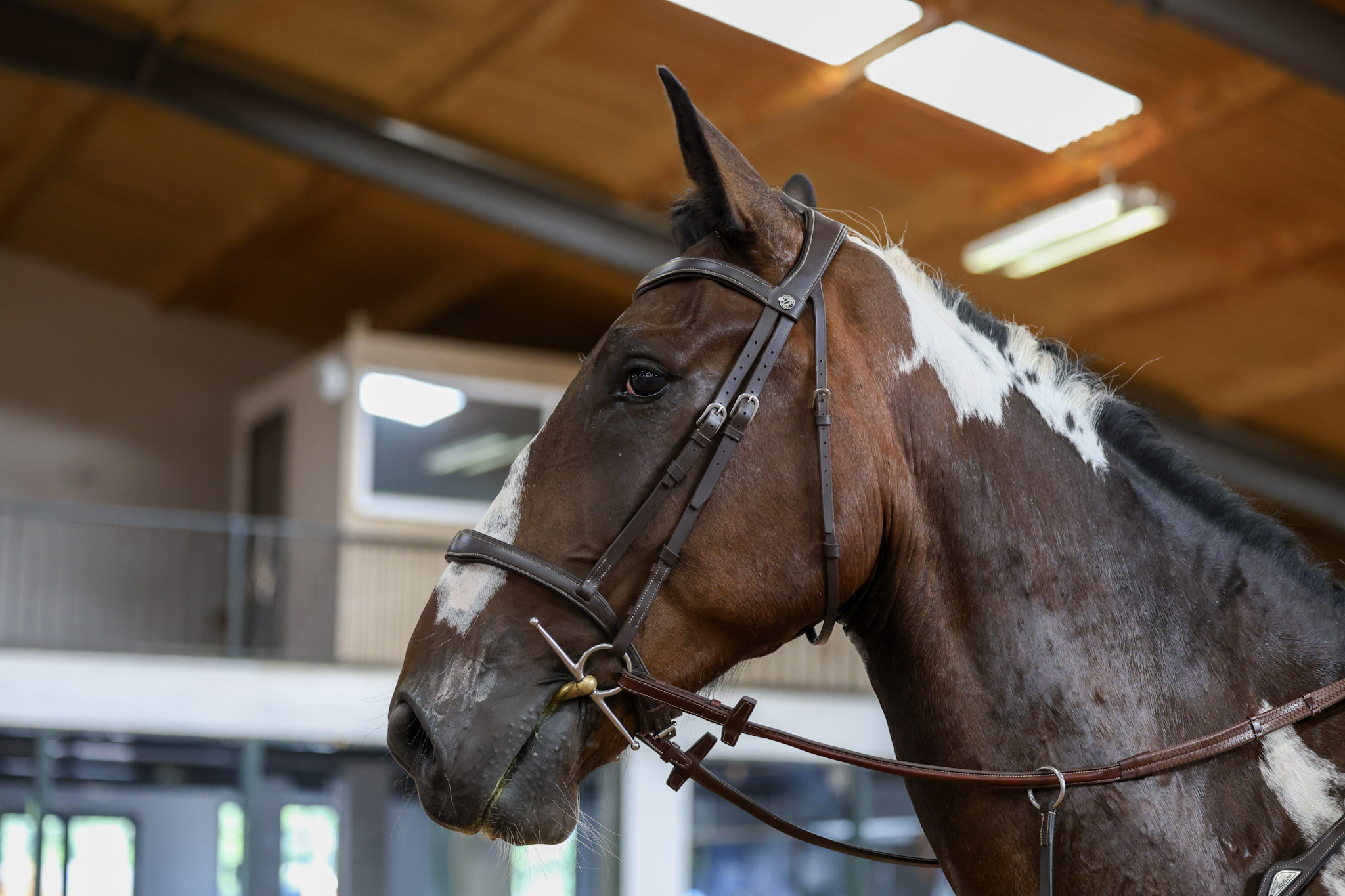 16:3 coloured gelding ‘Flowers’ - Image 2
