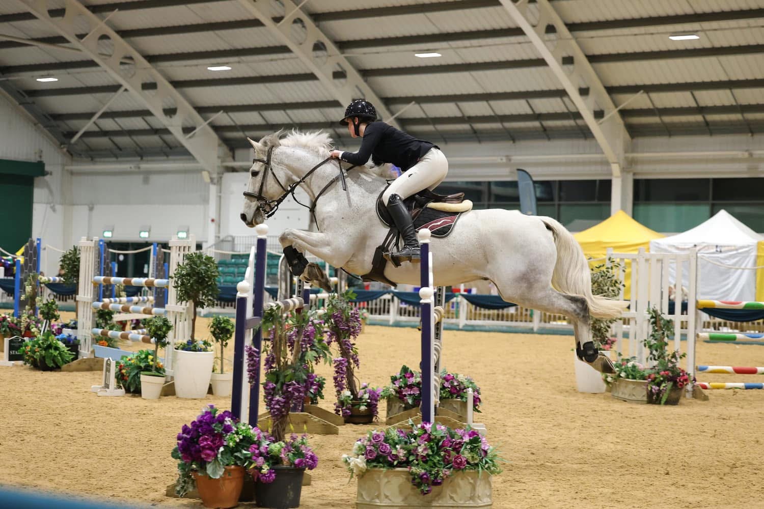 Experienced Showjumper  - Image 1