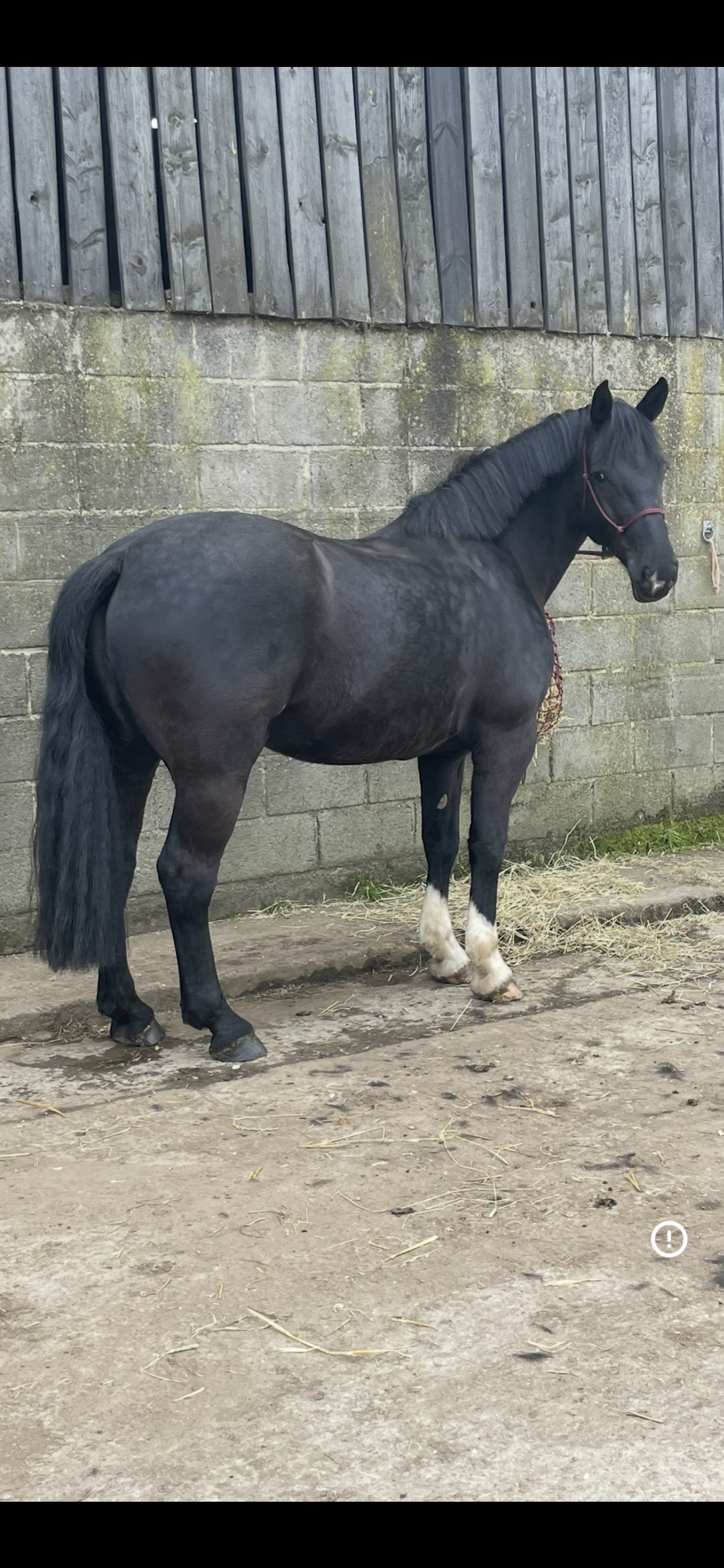 Black Irish Draught Mare  - Image 1