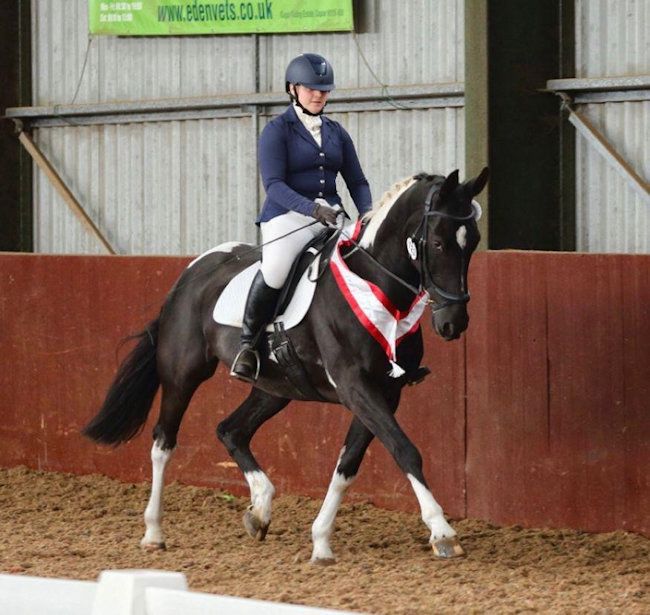 Striking Kind Amateur Dressage Horse - Image 1