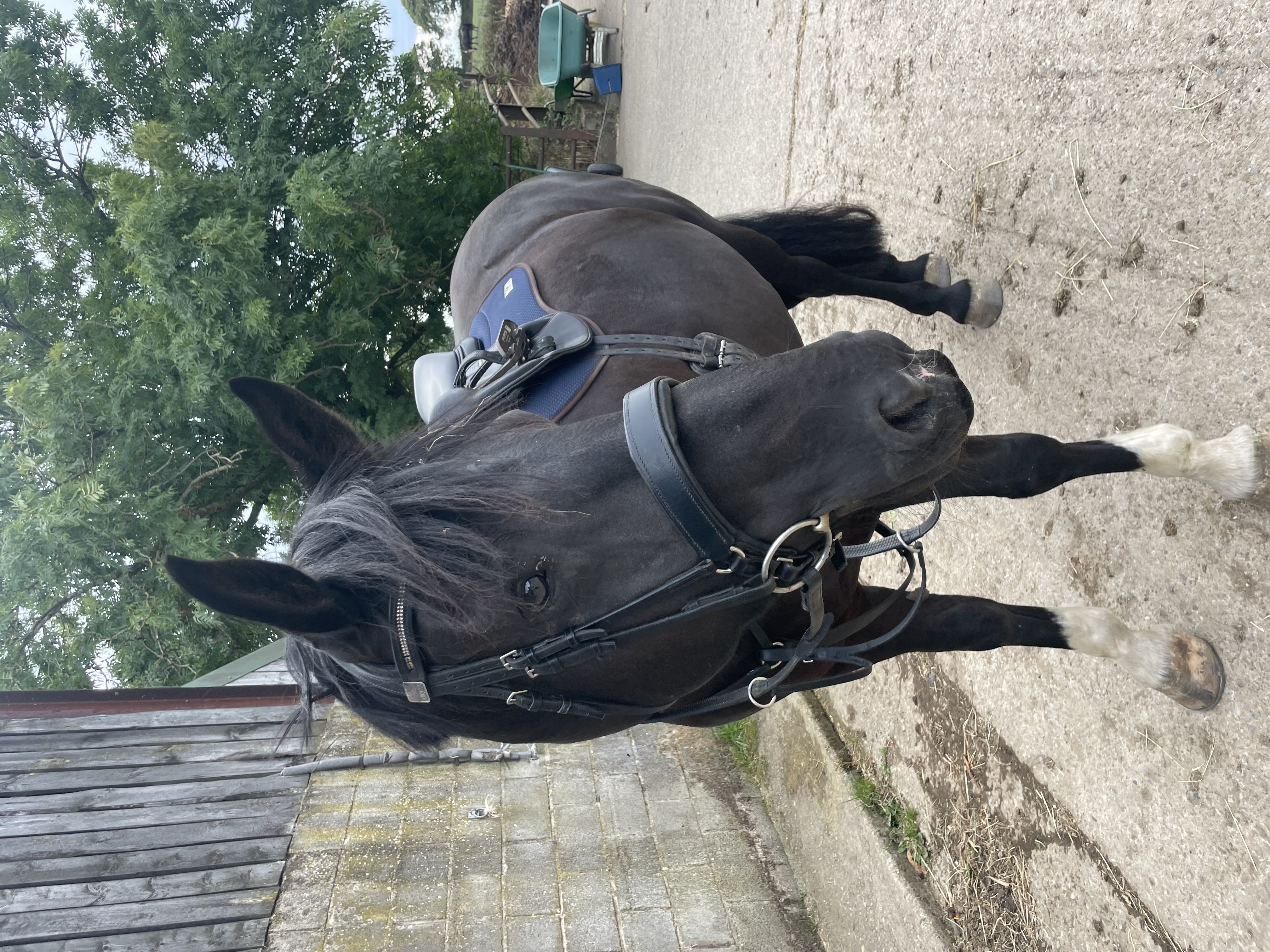 Black Irish Draught Mare  - Image 3