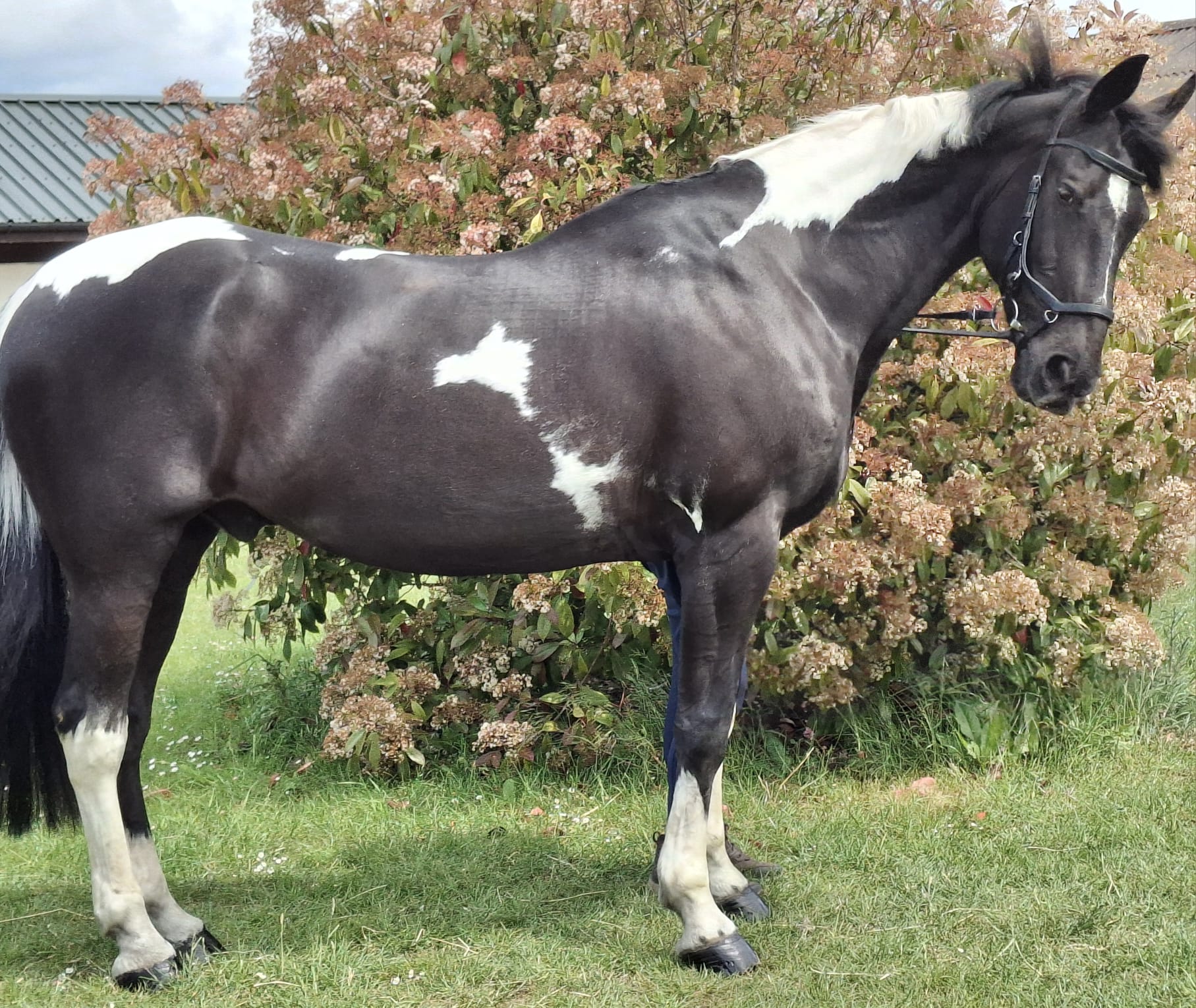 Striking Kind Amateur Dressage Horse - Image 2