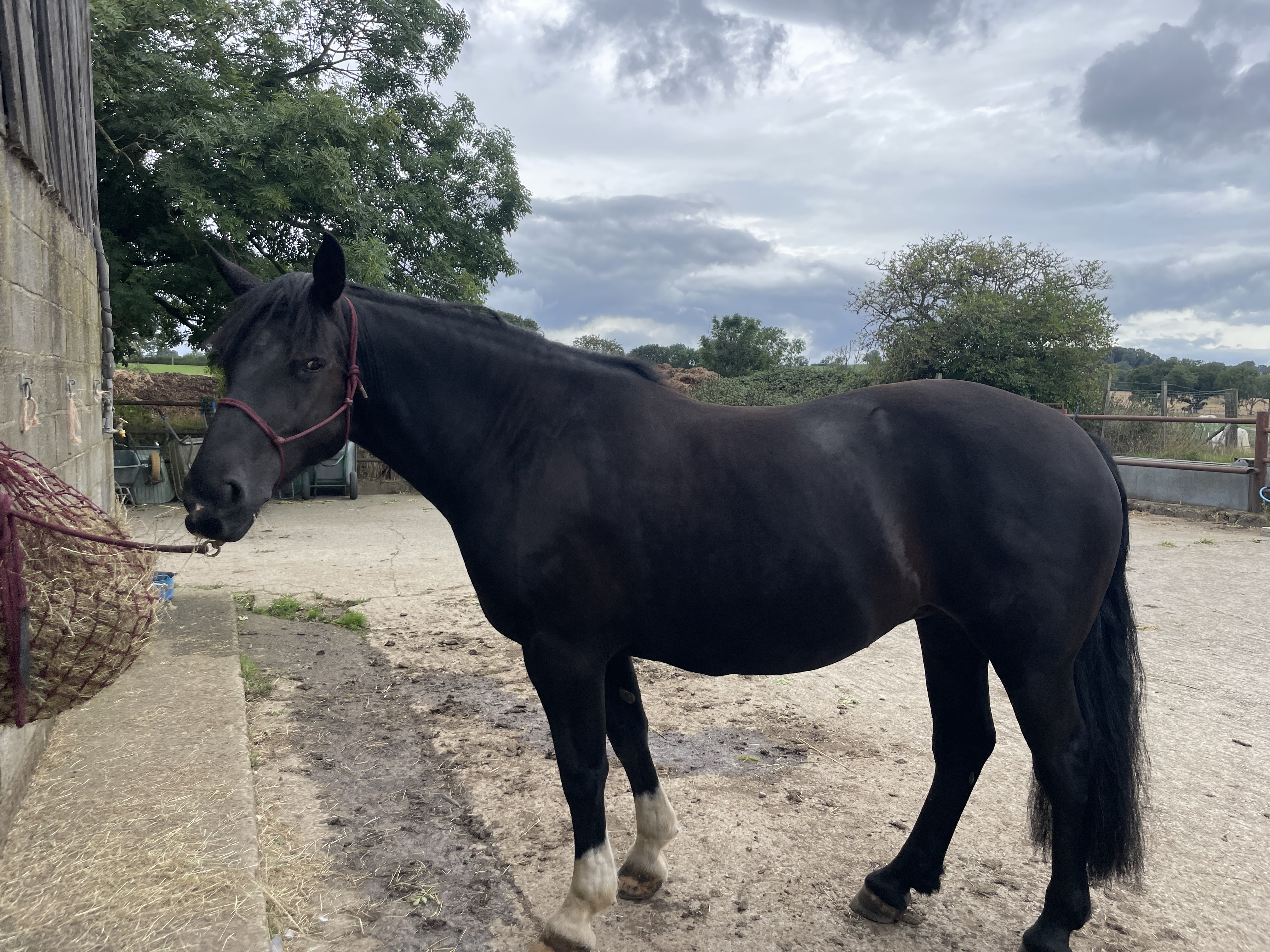Black Irish Draught Mare  - Image 4