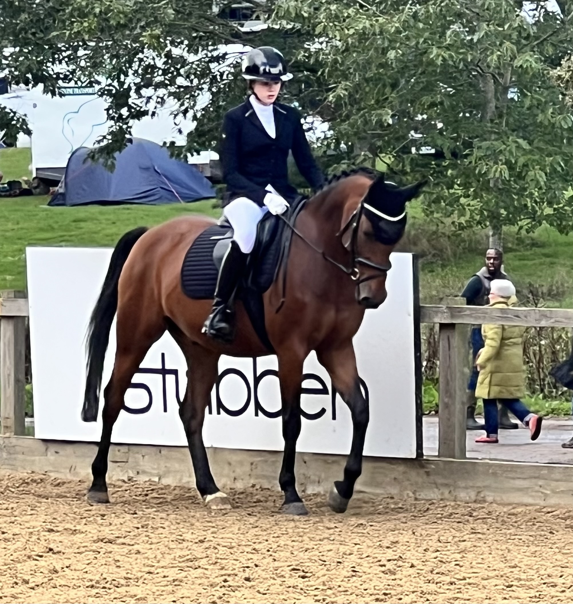 Stunning 14.2hh Bright Bay Gelding - Image 1