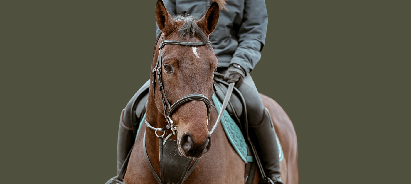 66% of what UK horse buyers actually search for can't be searched for at all